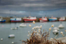 Pompon au port