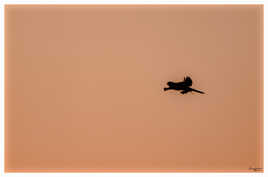 Faucon crecerelle et son campagnol