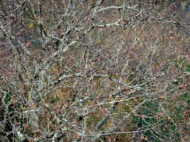 Textures Végétales (3)