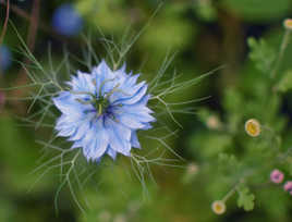 Nigelle de Damas