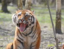 Sourire de tigre