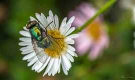 La mouche et la fleur V2