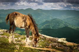 Cheval de la Rhune: le pottok