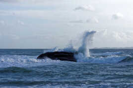 "Nessy" quitte son "Lock Ness" pour des vacances en Bretagne !