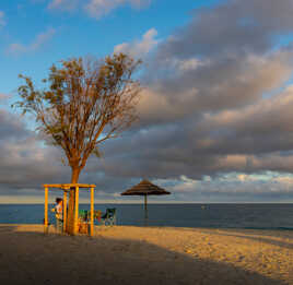 Auprès de mon arbre .......
