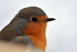 Portrait Macrornitho