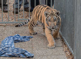 mon nouveau chaton (2)