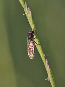 Syrphe à tête noire