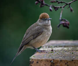 Fauvette à tête noire