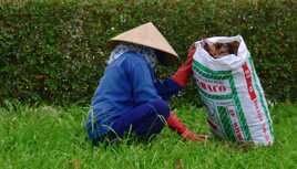 Les feuilles mortes se ramassent à la main