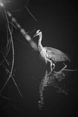 Héron en chasse-pêche