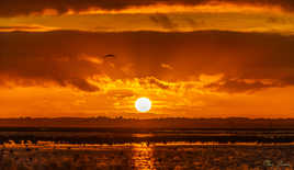 Le soleil et l'oiseau