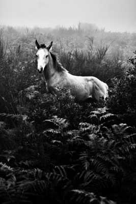 Le poulain du Prat d'Albi