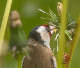 Chardonneret élégant et les pissenlits