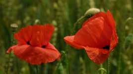 coquelicots