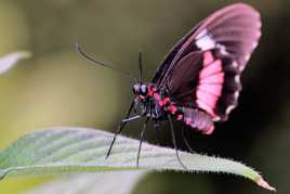 papillon avec roudoudou intégré