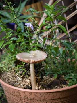 Un intrus dans le pot