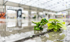 Le raptor végétarien