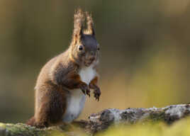 P'tit regard malicieux