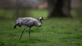 Grue cendrée, libre et sauvage