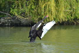 Le cygne noir au plan d'eau,,,,