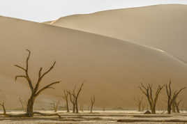 La beauté des arbres morts