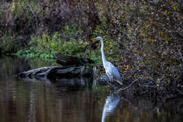 Grande aigrette en plumage hivernal