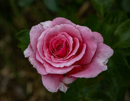 journée de la rose