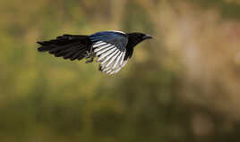 Je ne fais que passer