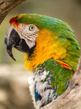 un petit tour au zoo