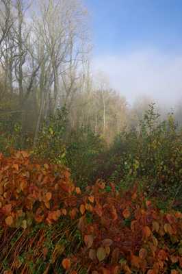 Automne en lisiére de forêt