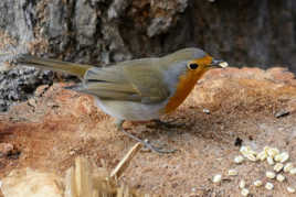 J'ai trouvé du blé