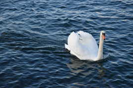 cygne