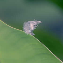 Chance In The Wind