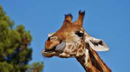 girafe