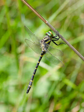 Le cordulegaster annelé