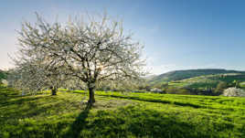 Les cerisiers de Bessenay