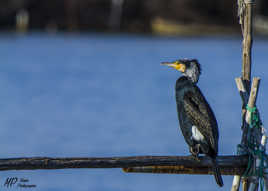 Cormoran se repose