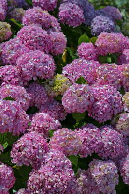 Avec l'hortensia,c'est l'été toute l'année!