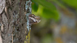 camouflage presque parfait