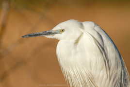 Portrait d'aigrette.