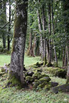 ....Promenons-nous dans les bois....