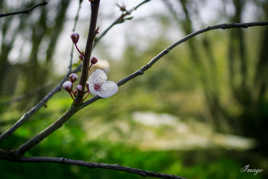 Le printemps est là