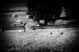 L'envol des pigeons