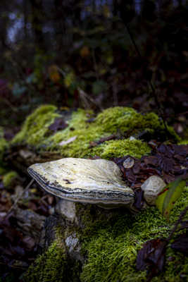 Champignon du bois