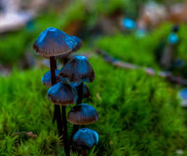 Chapeau les champignons...