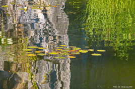 Nénuphars dans le reflet