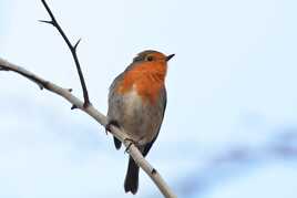 Sur ma branche perché