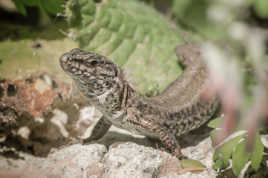 Le retour du Lézard