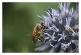 Pour un miel piquant!